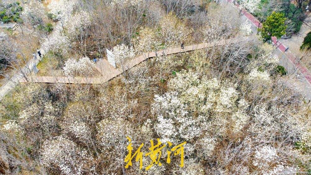 地铁站旁最近的玉兰花海，走出车站融入春景中