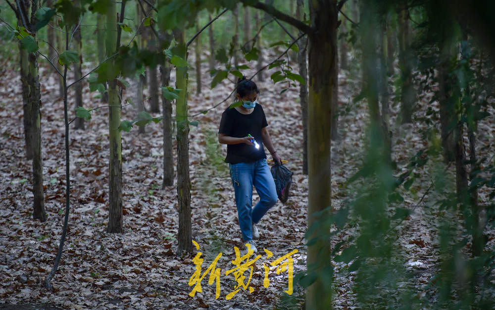 又到了摸知了猴的季节，树林里到处闪着手电筒的光