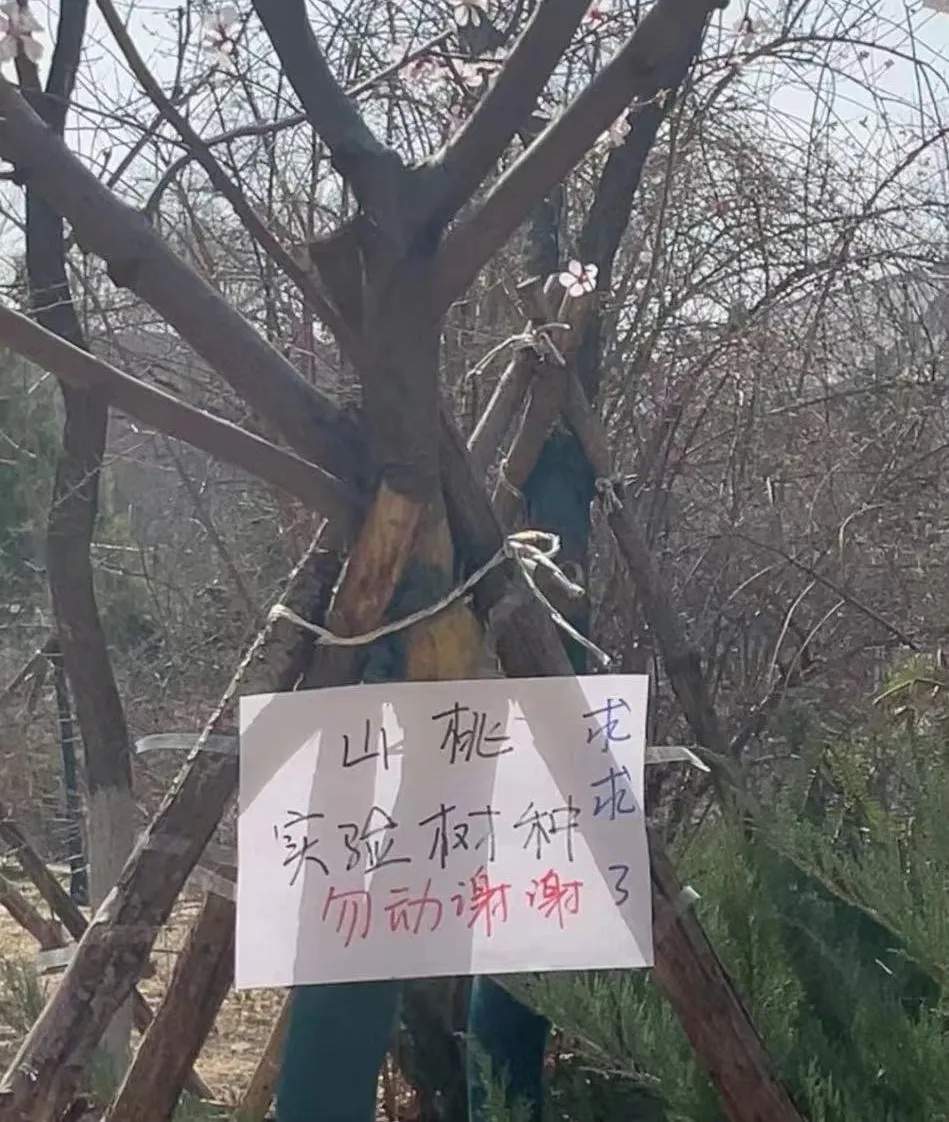 “我的论文被谁偷吃了” 农学生毕业论文惨遭“毒手”