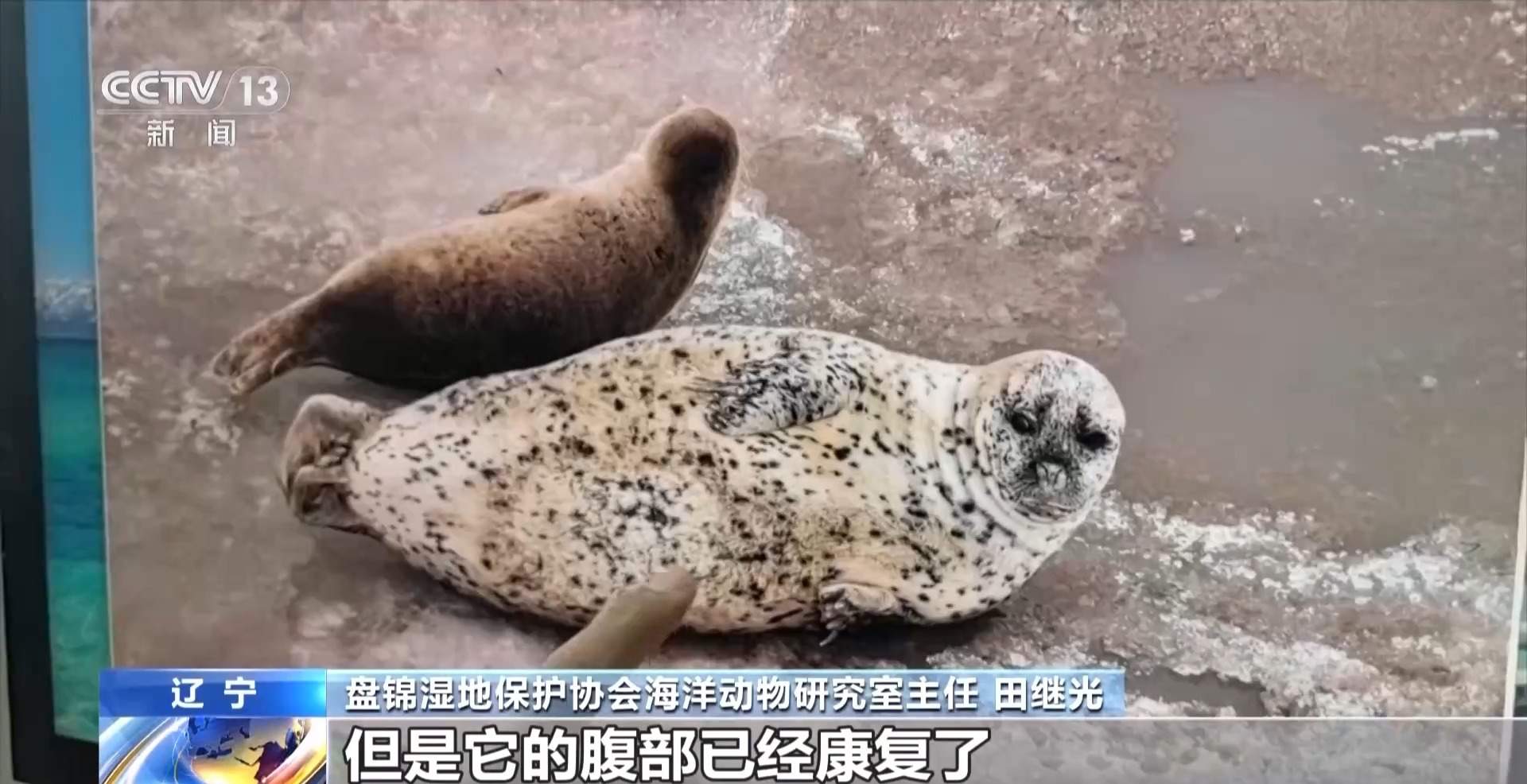 超800只野生斑海豹现身辽东湾