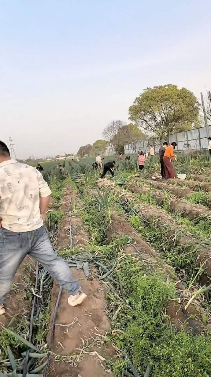 大葱种植地被谣传可免费拔，遭众人哄抢？种植户：损失超20万元