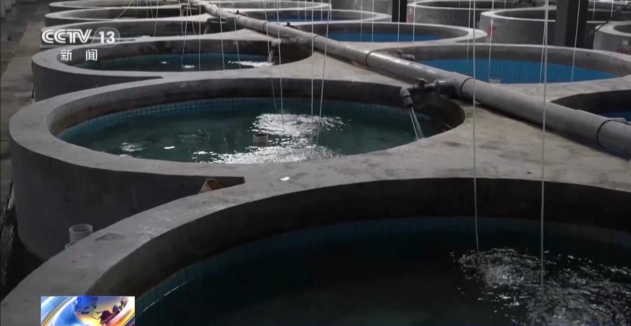 10万尾中华鲟今日放归长江 看“水中国宝”如何养大