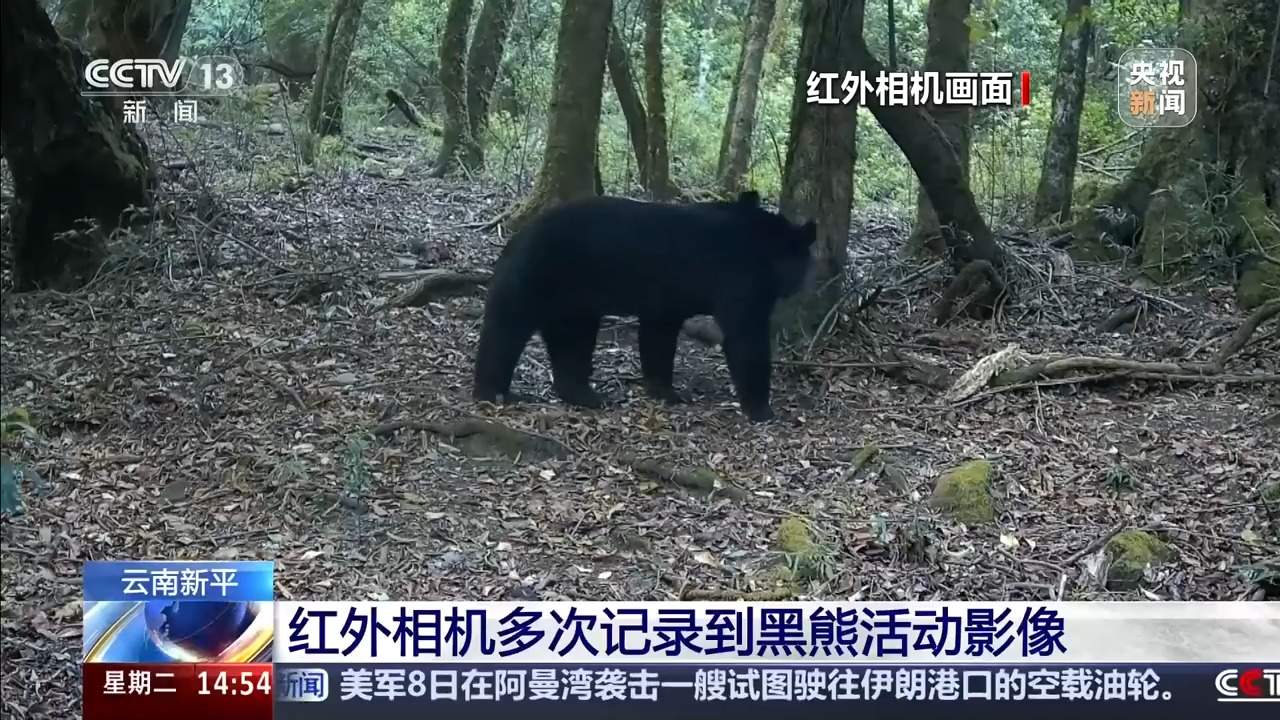 体态健硕悠闲觅食 哀牢山红外相机记录亚洲黑熊惬意生活