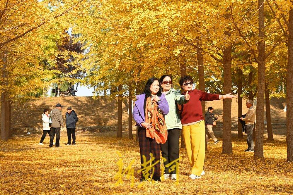 一年四季 泉在济南丨济南黄河银杏林穿“金”衣 市民打卡超美秋色