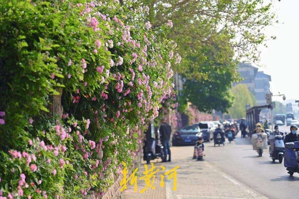 济南明湖北路蔷薇花浪漫上线