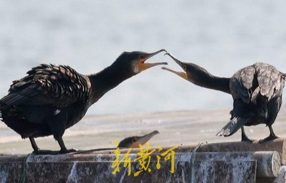 生态环境持续改善，多种候鸟在济南大明湖过“寒假”