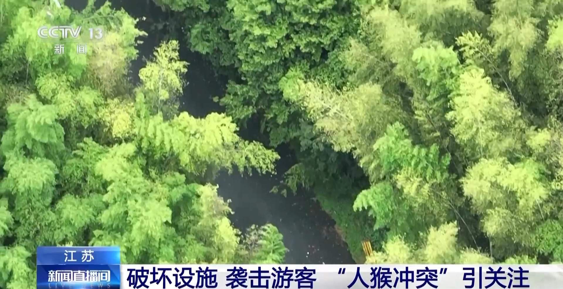 江苏一景区“月均6万元收编泼猴”引关注 “人猴冲突”如何解决？