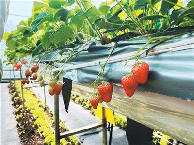 春耕春管里的“常客”变了，现在是它们