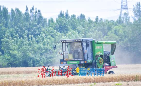 麦田开镰！泉城奏响丰收曲