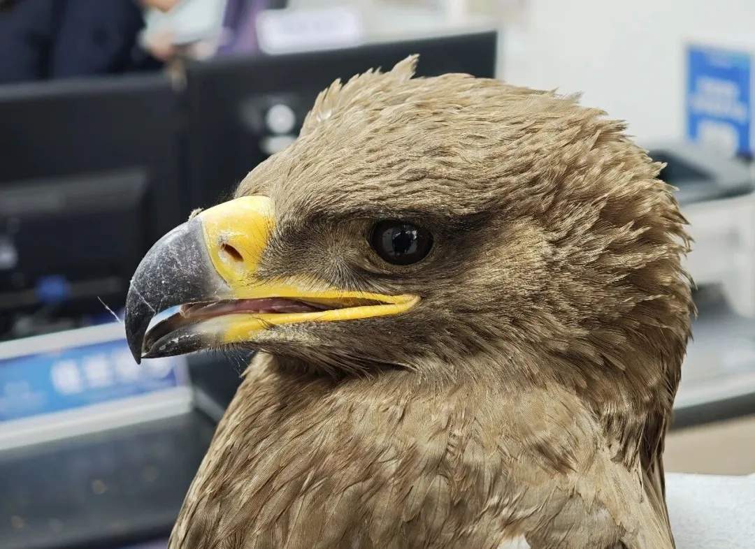 这只受伤“掉队”的草原猛禽，为何出现在山中