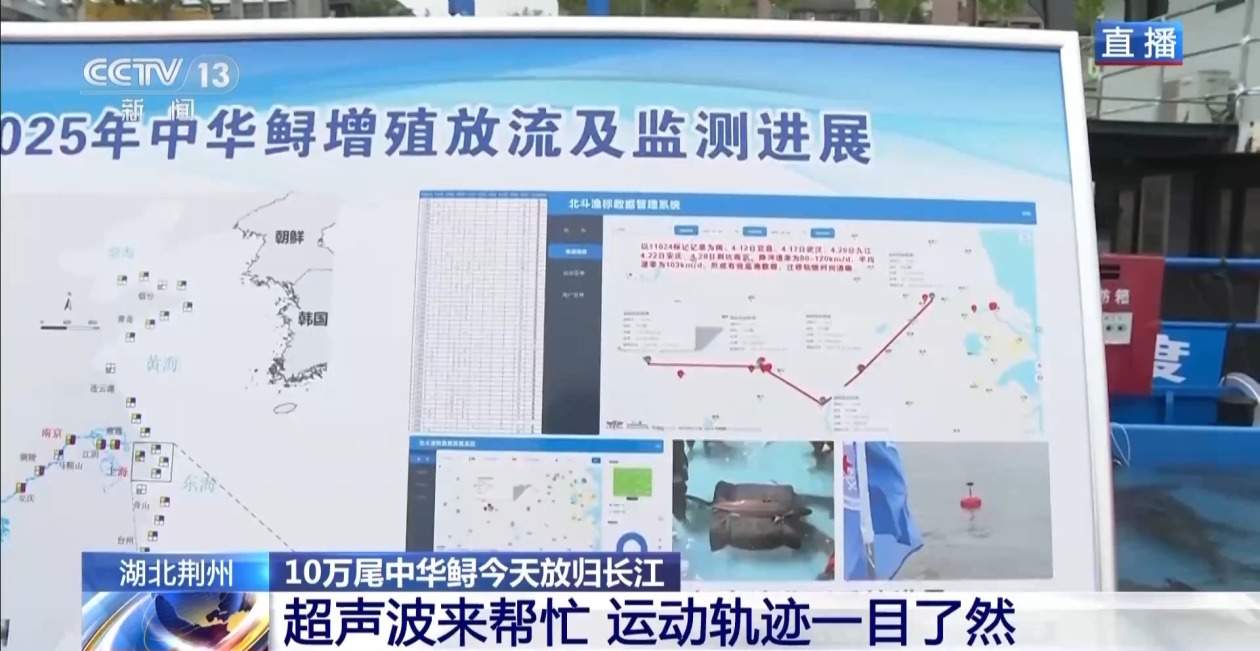 10万尾中华鲟今日放归长江 看“水中国宝”如何养大
