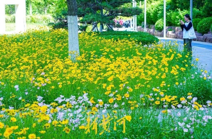 绸带公园花海绽放，济南CBD绘就现代都市浪漫画卷