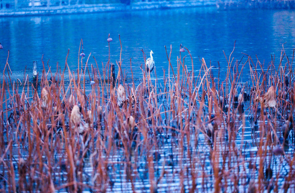 风拂大明湖，残荷蕴生机
