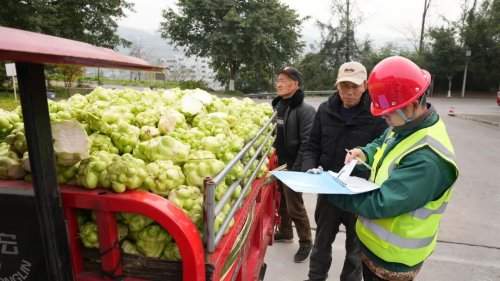 涪陵榨菜2026年青菜头收购启幕，效率与服务温度并存提质