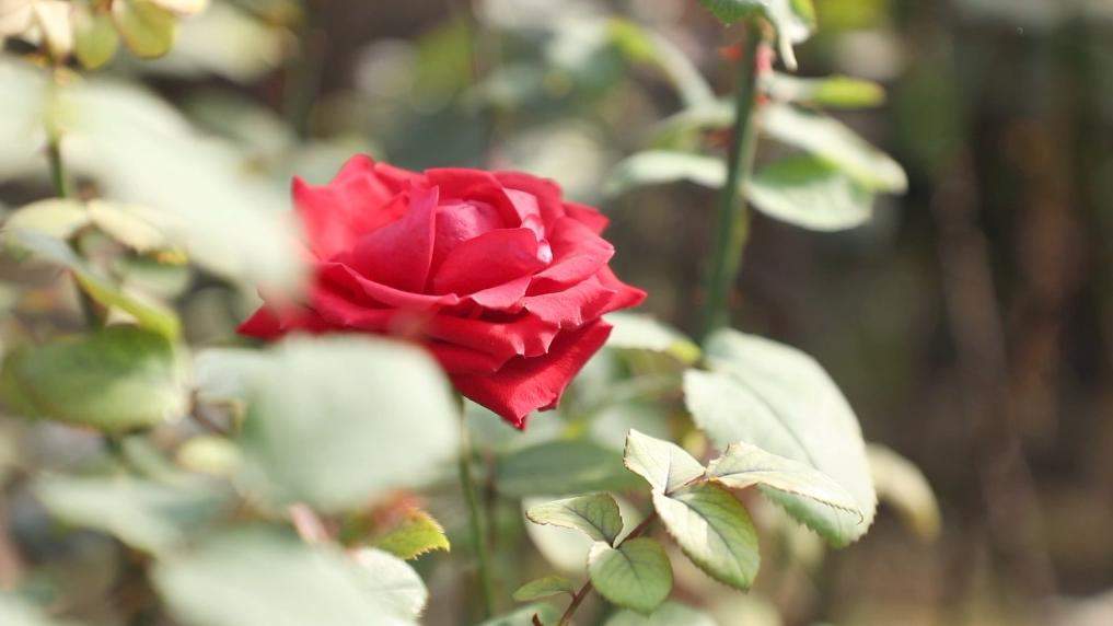 新华视点丨特色产业激活乡村振兴动能