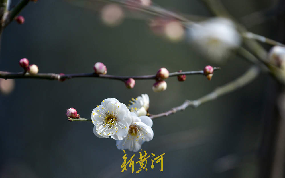 泉畔白梅提前绽放 三九飘香引客来