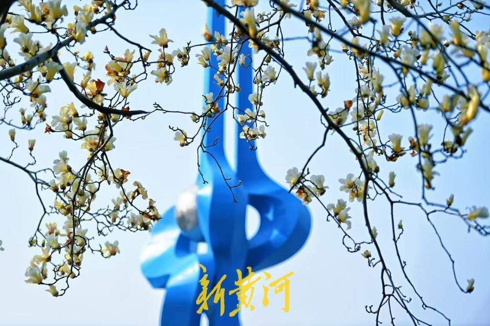 玉兰花开映泉标