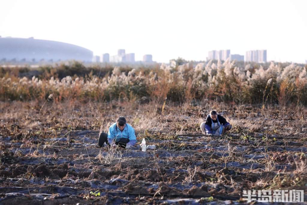 盐碱地上的“甜蜜”