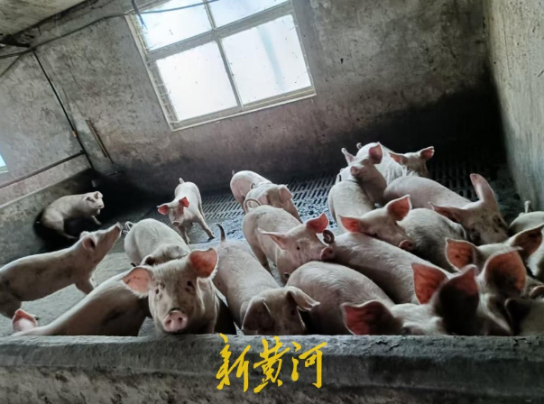 全链条“跌跌不休” 一斤猪肉的价格溯源