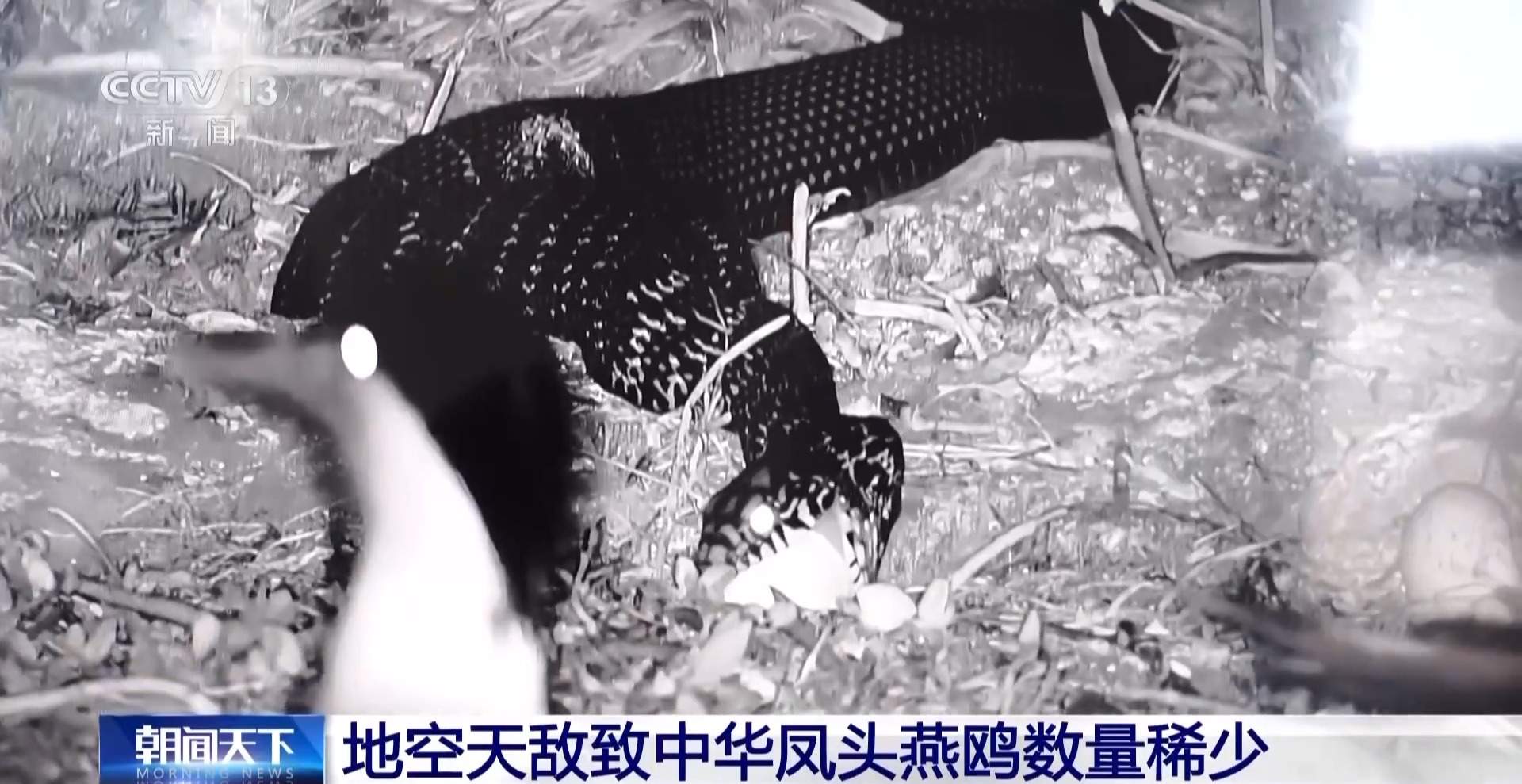 全球珍稀濒危鸟类“神话之鸟”迎来繁殖季