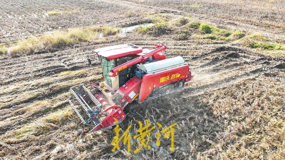 济南秋收颗粒归仓：机器轰鸣收割大豆，人工拾穗紧随其后