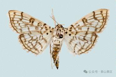 泰山昆虫调查再次发现中国新纪录种——泰山基点褐环野螟