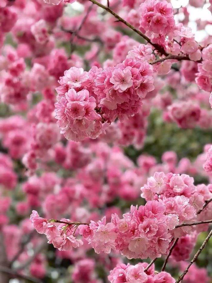 一年四季 泉在济南丨龙抬头遇上春分，灵岩寺邀您免费上春山