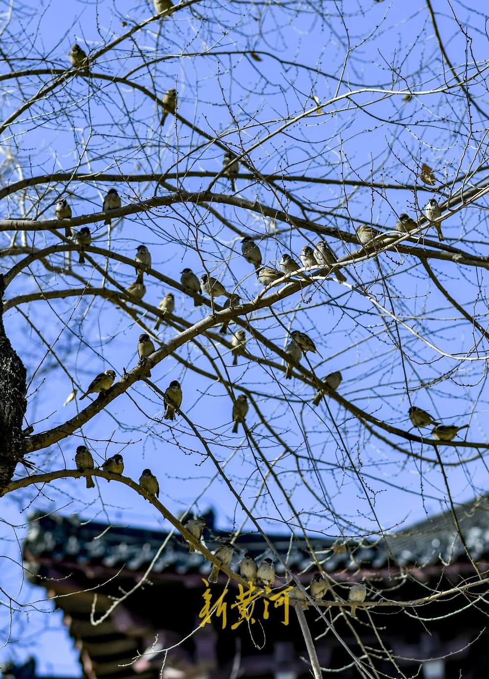 济南大明湖这里变“食堂”，市民投喂吸引百只鸟儿来觅食