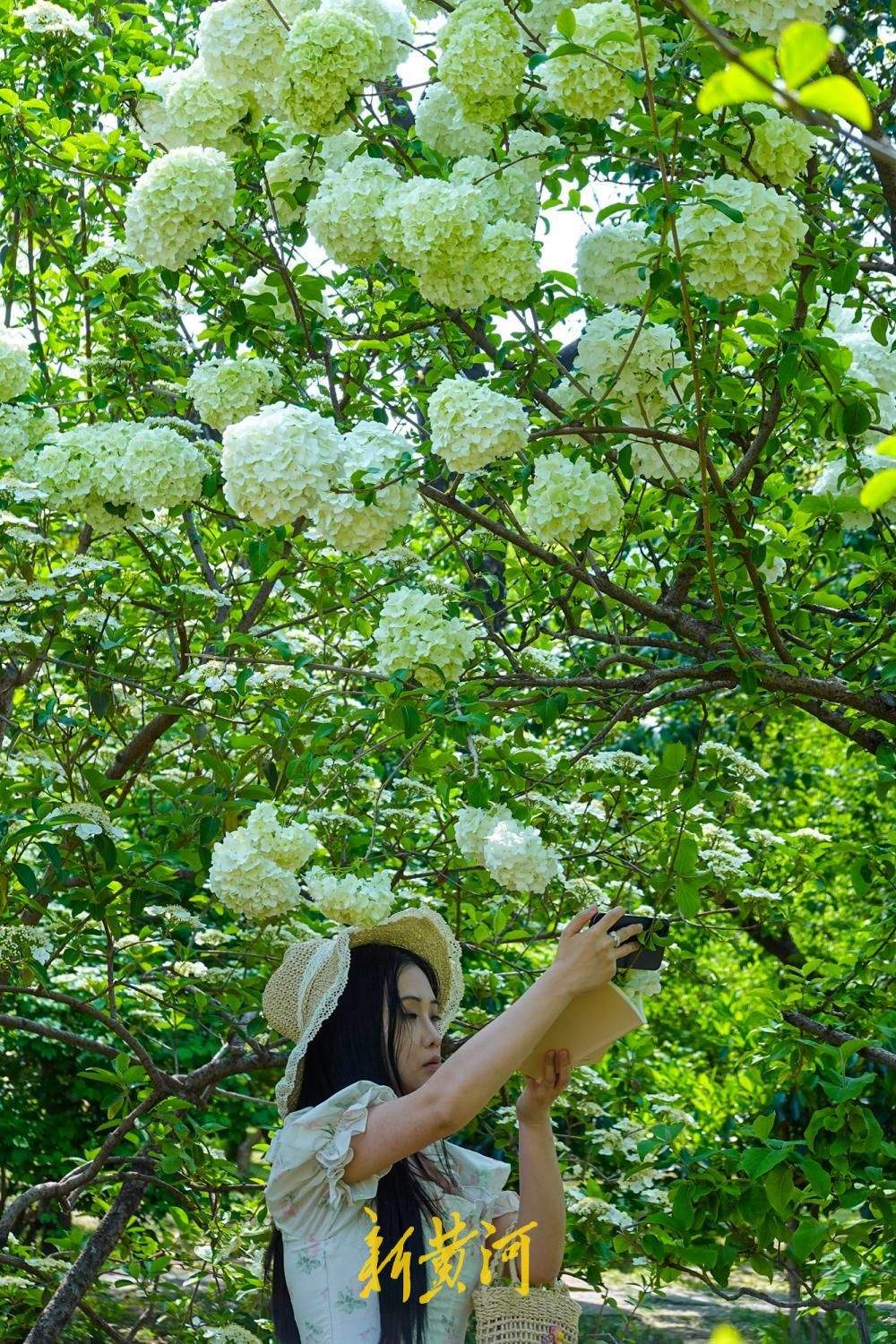 泉城公园抛“绣球”，团团白花引游客争相打卡