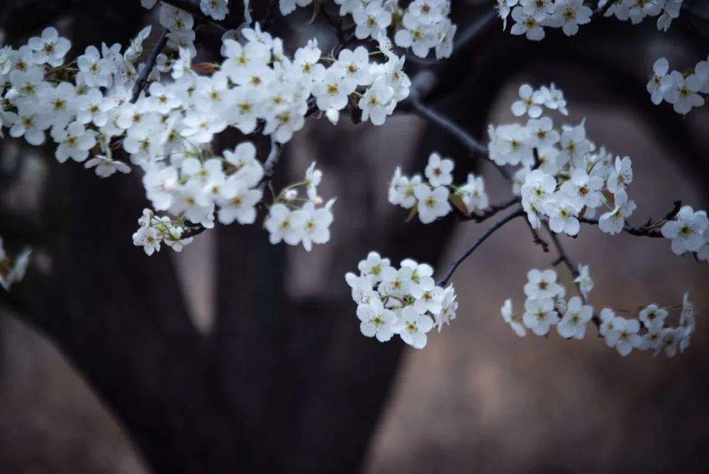 “泉”在济南过五一｜济南发布新花期预报：碧桃花、桃花、梨花始花期较常年略偏晚