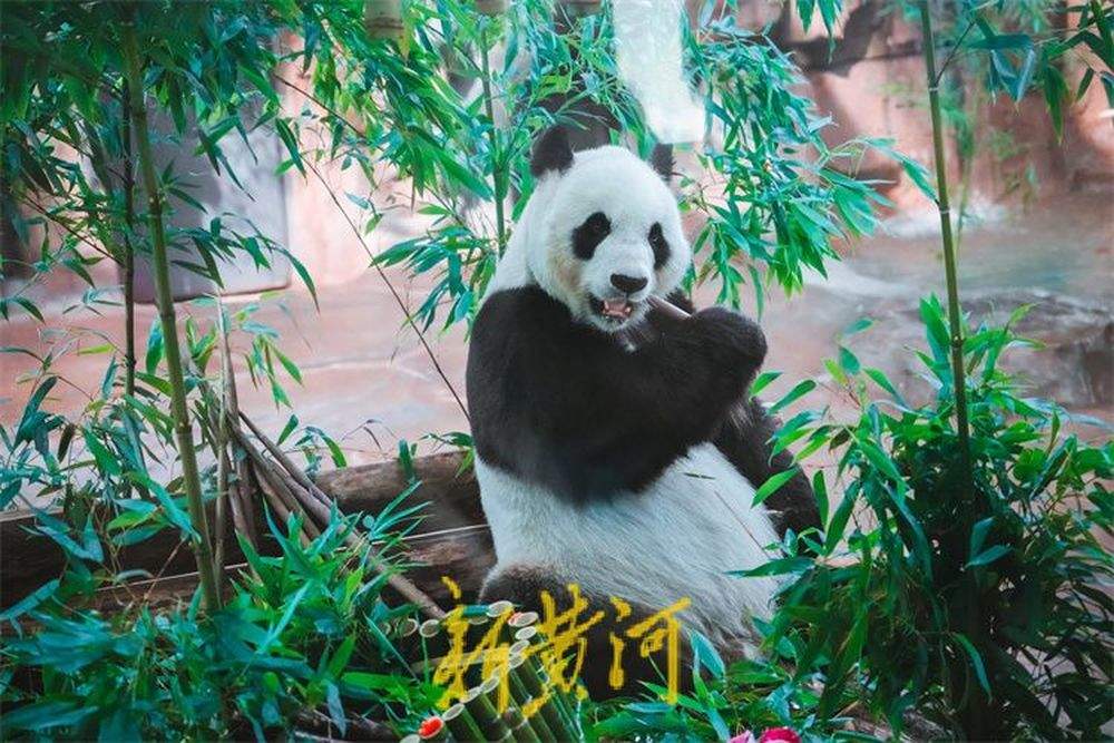 “华奥”17岁啦！游人围观大熊猫品尝生日大餐