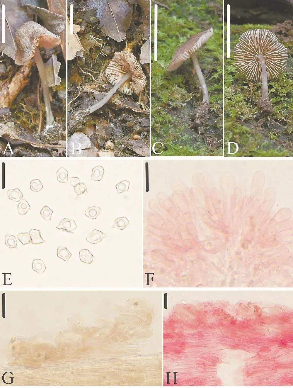 武夷山国家公园发现3个新物种!