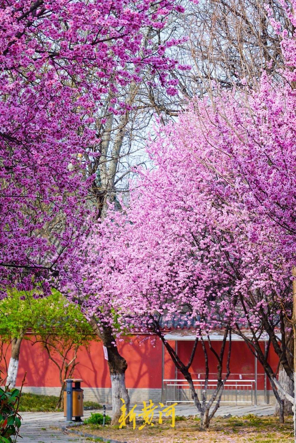 花开“梅”好时节，济南这处社区公园里花香四溢