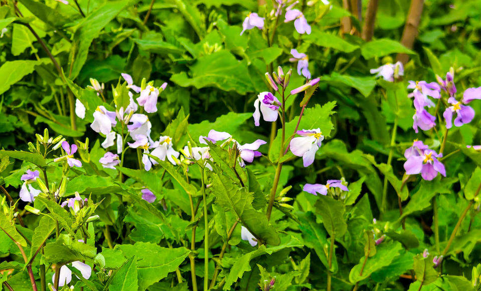 济南树荫下的二月兰开始绽放，紫色浪漫大片即将上演