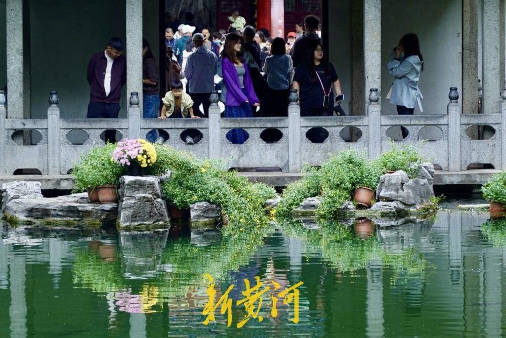 一园主展、三园联动！济南市第47届趵突泉金秋菊展探营