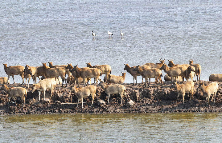 万物“赴”苏竞自由——解码人与自然和谐共生的“江苏样本”