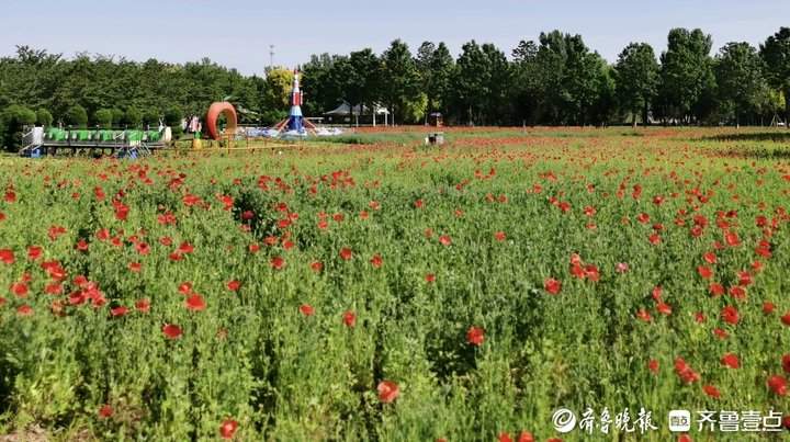 初夏的浪漫时光,济南鲜花港呈现上万平米花海
