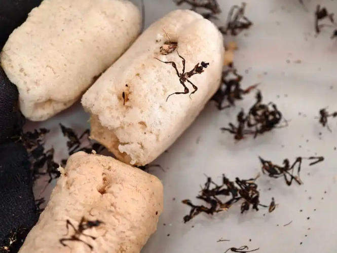 济南邮局海关前三季度查获外来物种10种次,7种为全国首次检出