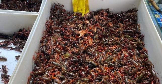 小龙虾成宵夜“顶流”!济南最大夜市每天“吃光”1000多斤小龙虾