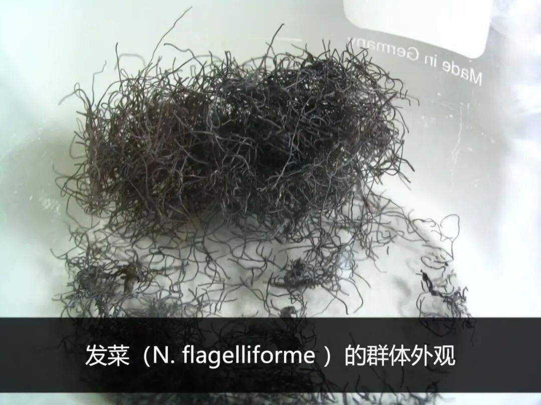 这种酷似头发的野菜是国家一级保护植物