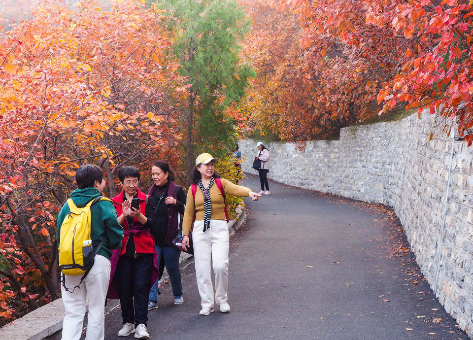 济南市区红叶集中观赏圣地，南外环蚰蜒山红彤彤一片