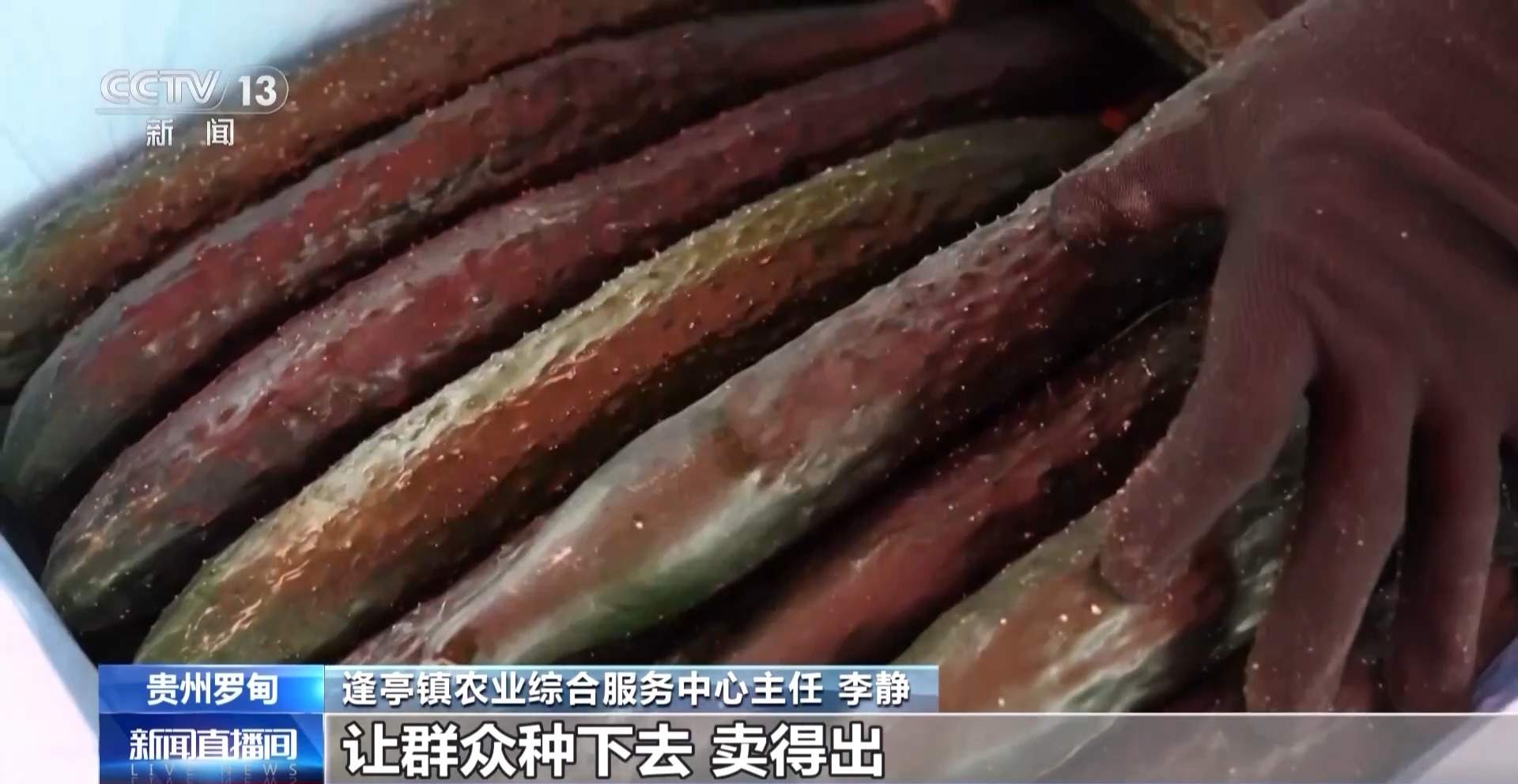 新品种新技术齐上阵 多地一片好“丰”景