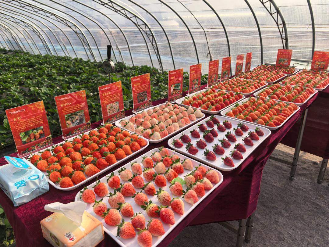 安丘草莓杭州摘金：“小草莓”蝶变富民大产业