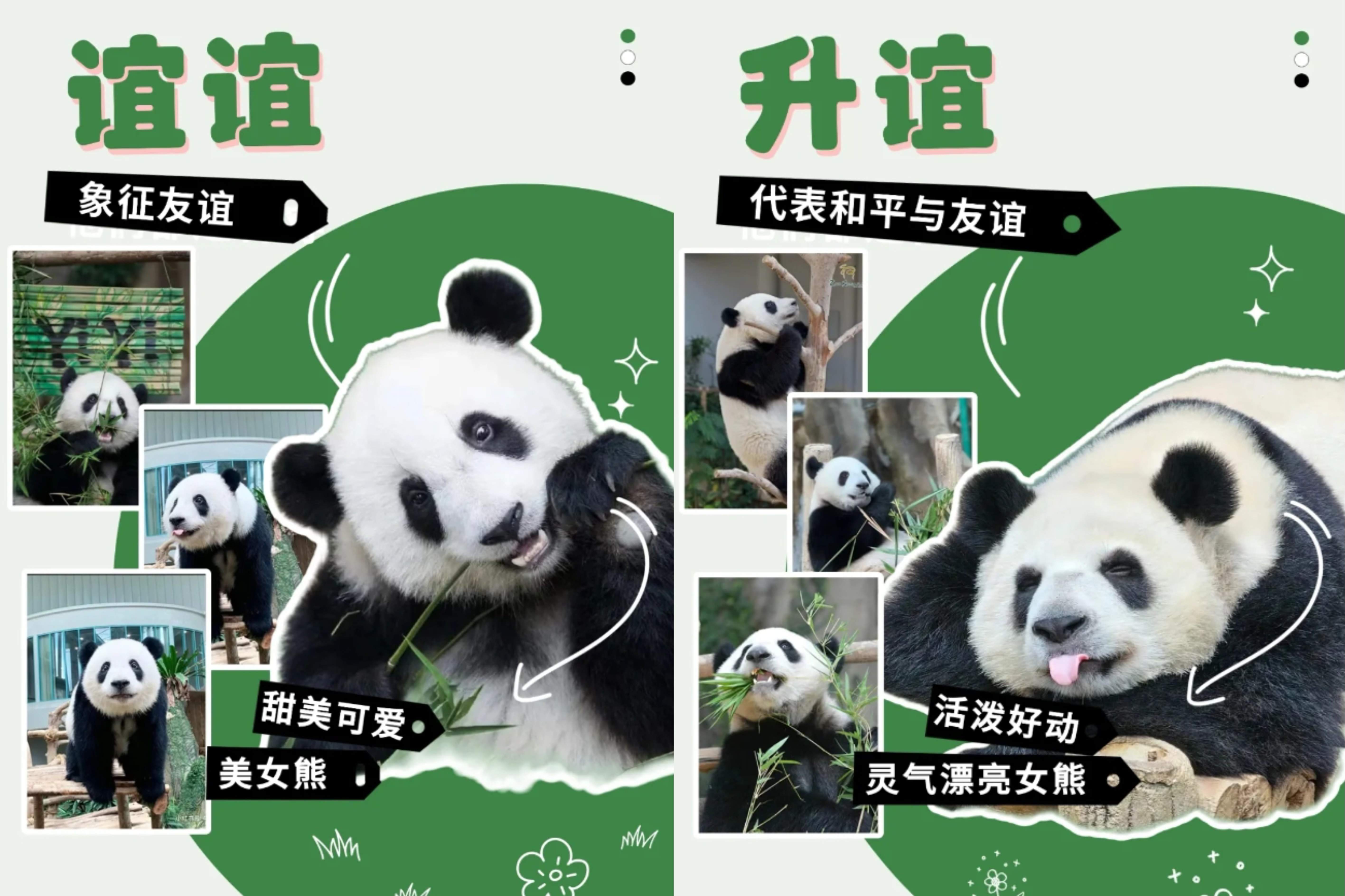 “福宝”即将和公众见面！还有这些“心上熊”可以相约