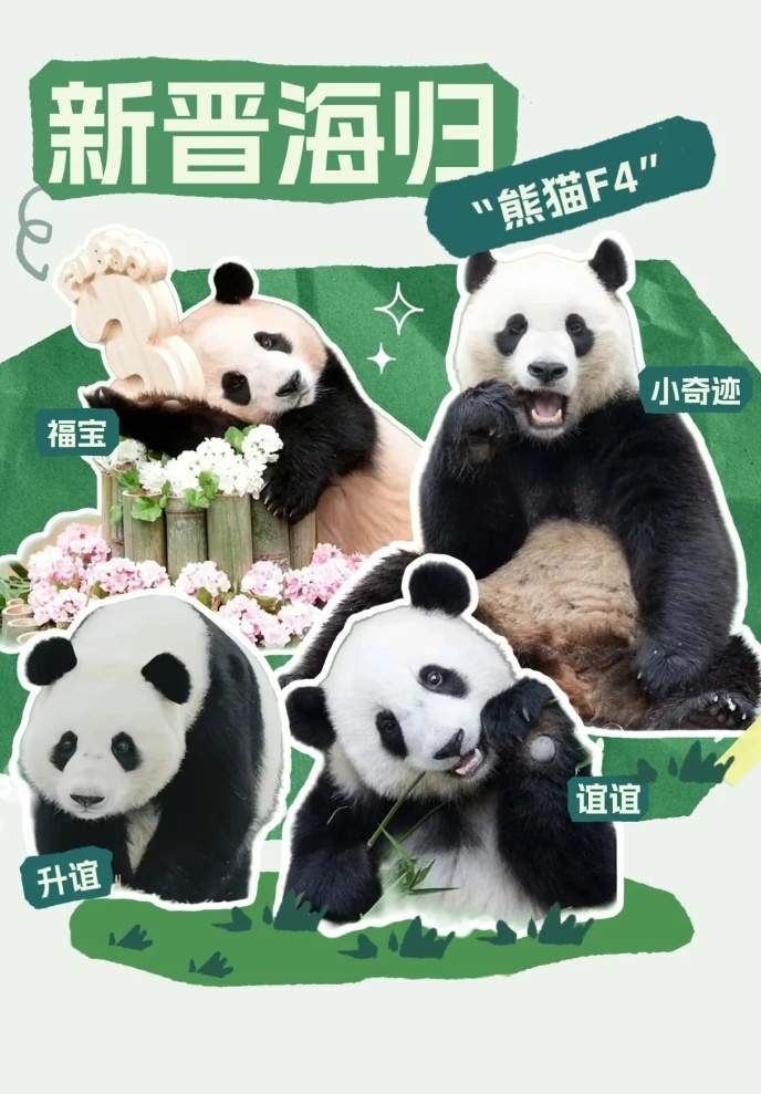 “福宝”即将和公众见面！还有这些“心上熊”可以相约