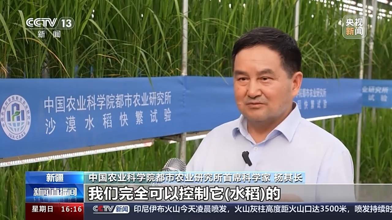 沙漠温室种水稻，中国科学家在新疆和田试种成功