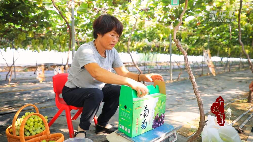 初秋的甜蜜暴击！山东广饶县“阳光玫瑰”迎丰收