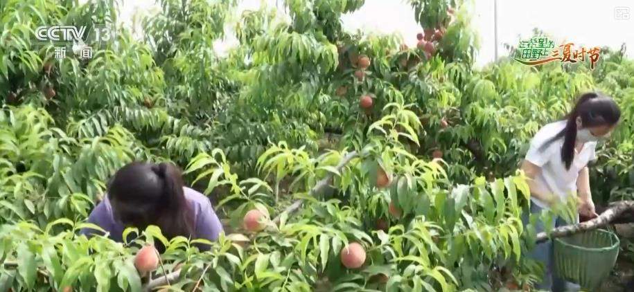 生态优势变经济优势 特色农业带动农民增收与乡村旅游