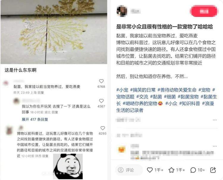 不养蚕宝宝，养黏菌！现在小学生的宠物越来越逆天