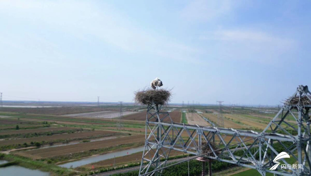 美丽中国行｜大江大海“新”邻居：4260只在此新生！黄河三角洲成东方白鹳全球最大繁殖地 背后是一场守护奇迹